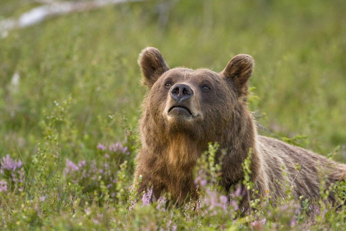 naturfoto brunbjörn
