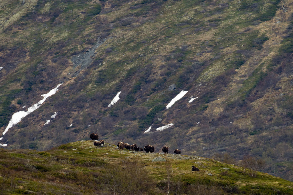 Myskoxar i flock på Dovrefjäll av naturfotograf Hasse Andersson