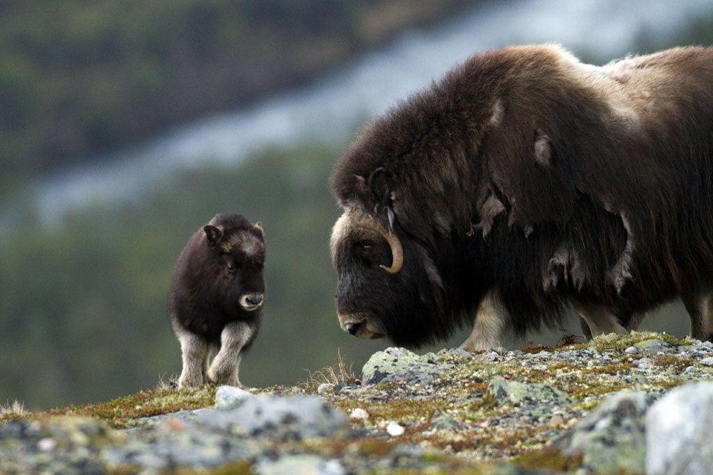 Myskoxar, ko och kalv. Myskoxkalven har spring i benen av naturfotograf Hasse Andersson