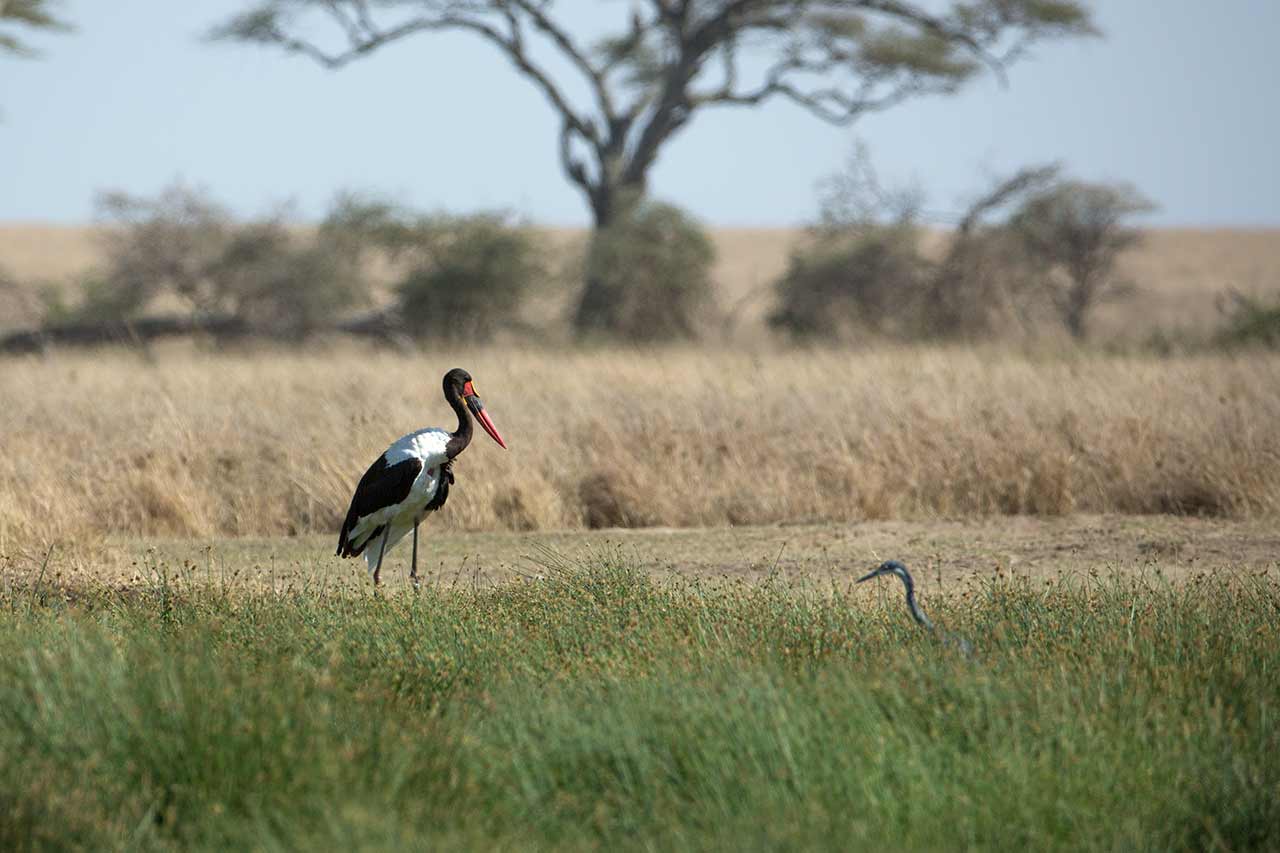 Saddle Billed stork och häger letar föda i gräset av fotograf Hasse Andersson