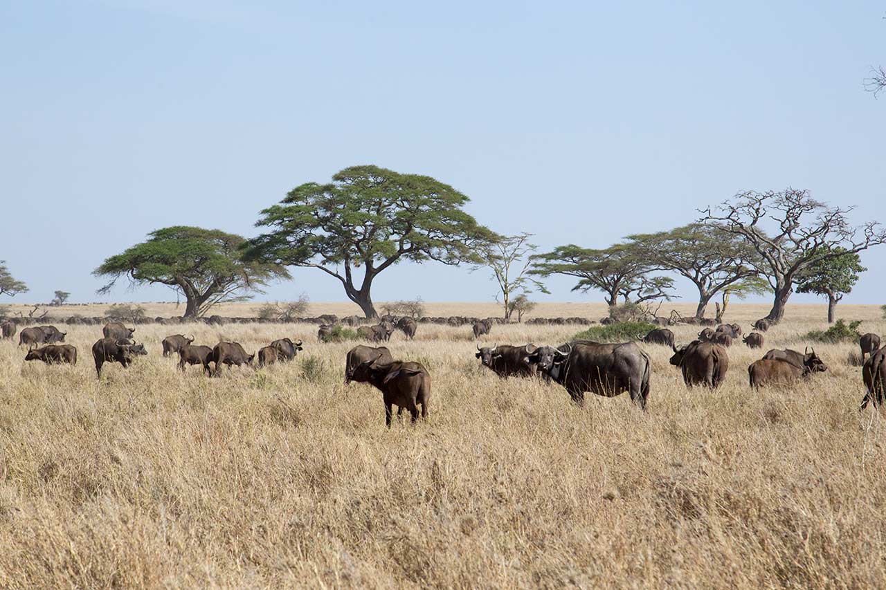 Flock med buffel av naturfotograf Hasse Andersson