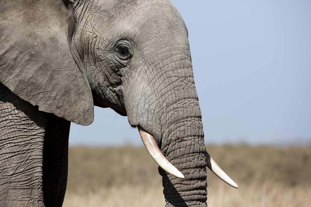 Stadig elefant som passerar på nära håll av naturfotograf Hasse Andersson