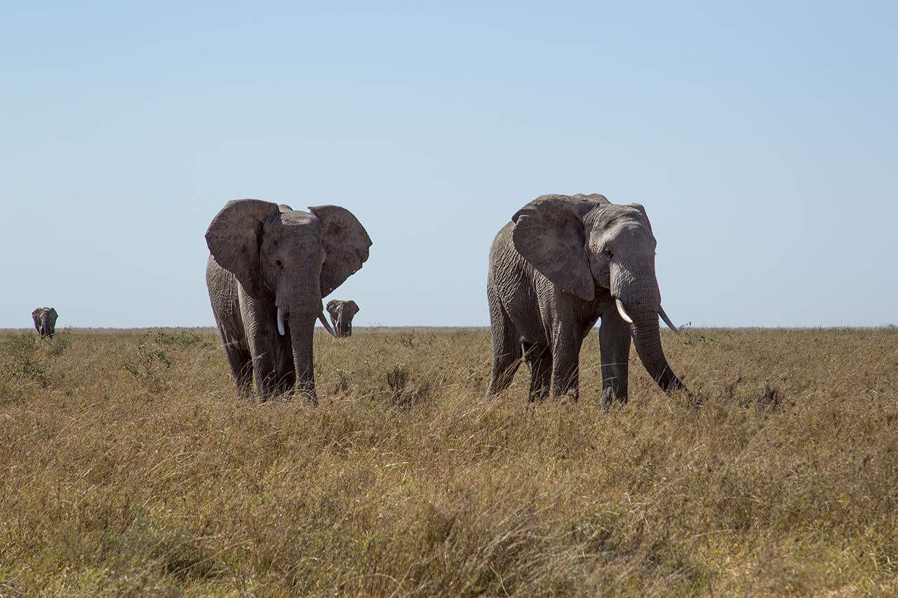 Betande elefanter av naturfotograf Hasse Andersson