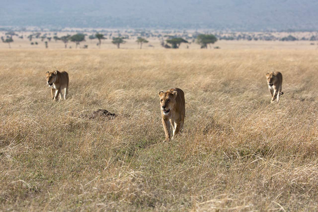Lejon jagar på Serengetis savann. Foto av Hasse Andersson från Gävleborg