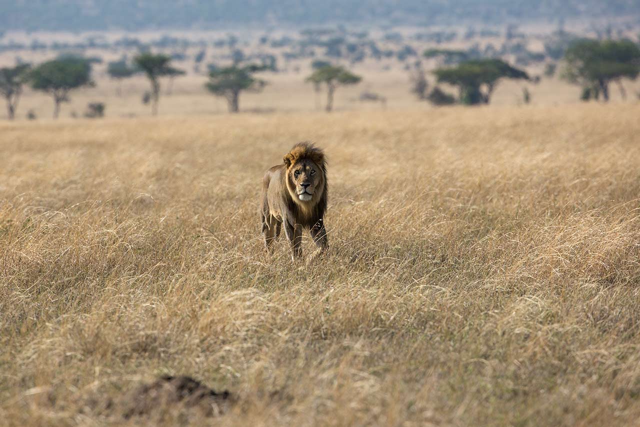 Lejonhane på savannen av naturfotograf Hasse Andersson
