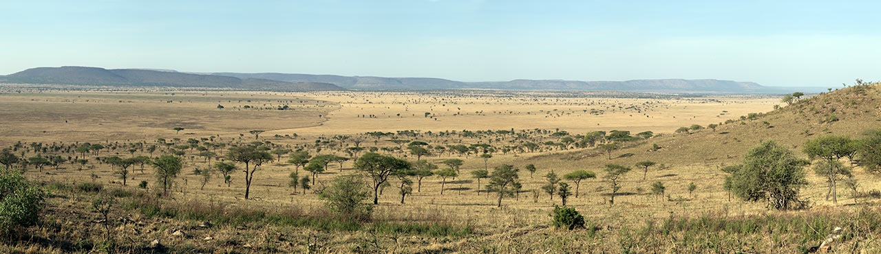 Panoramabild Serengetis savann av naturfotograf Hasse Andersson