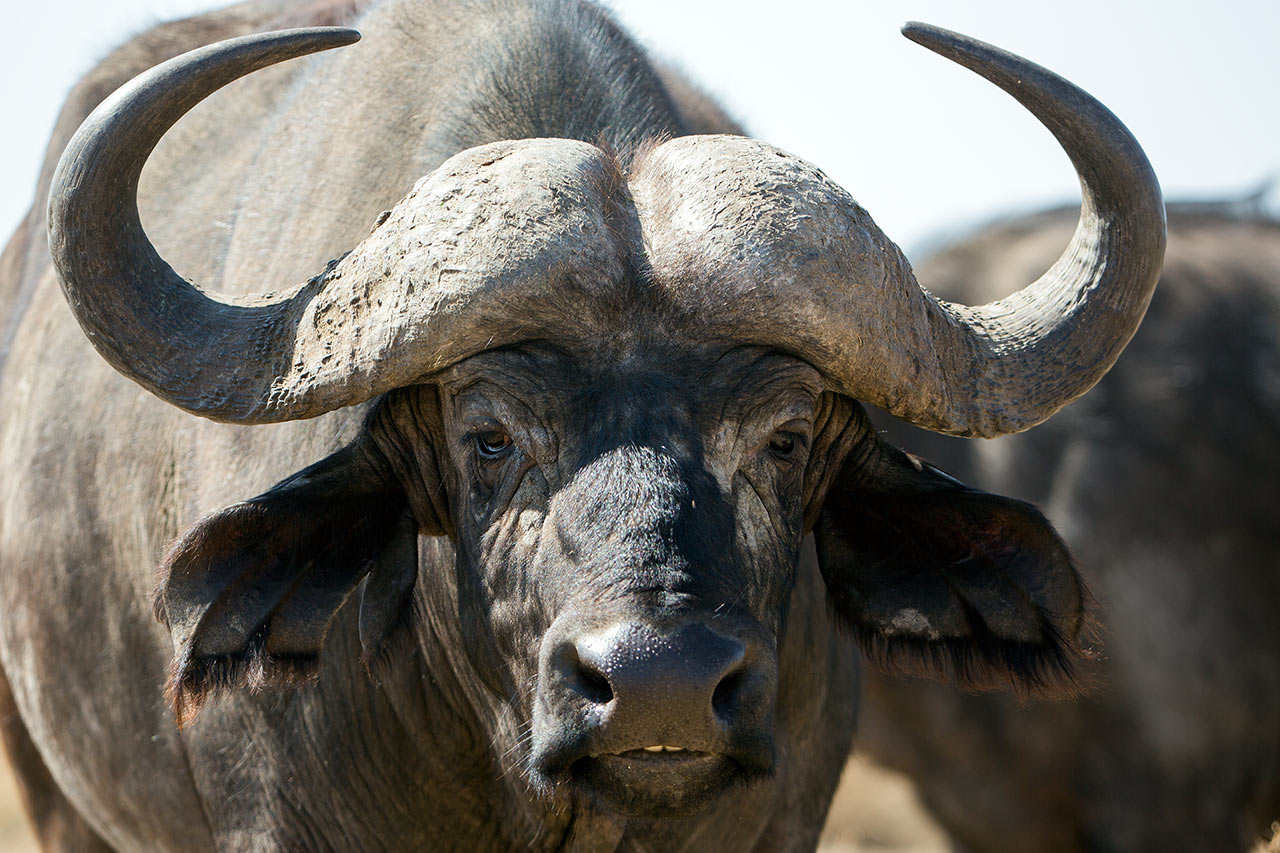 Buffel, tjur på ca 700 kg av naturfotograf Hasse Andersson