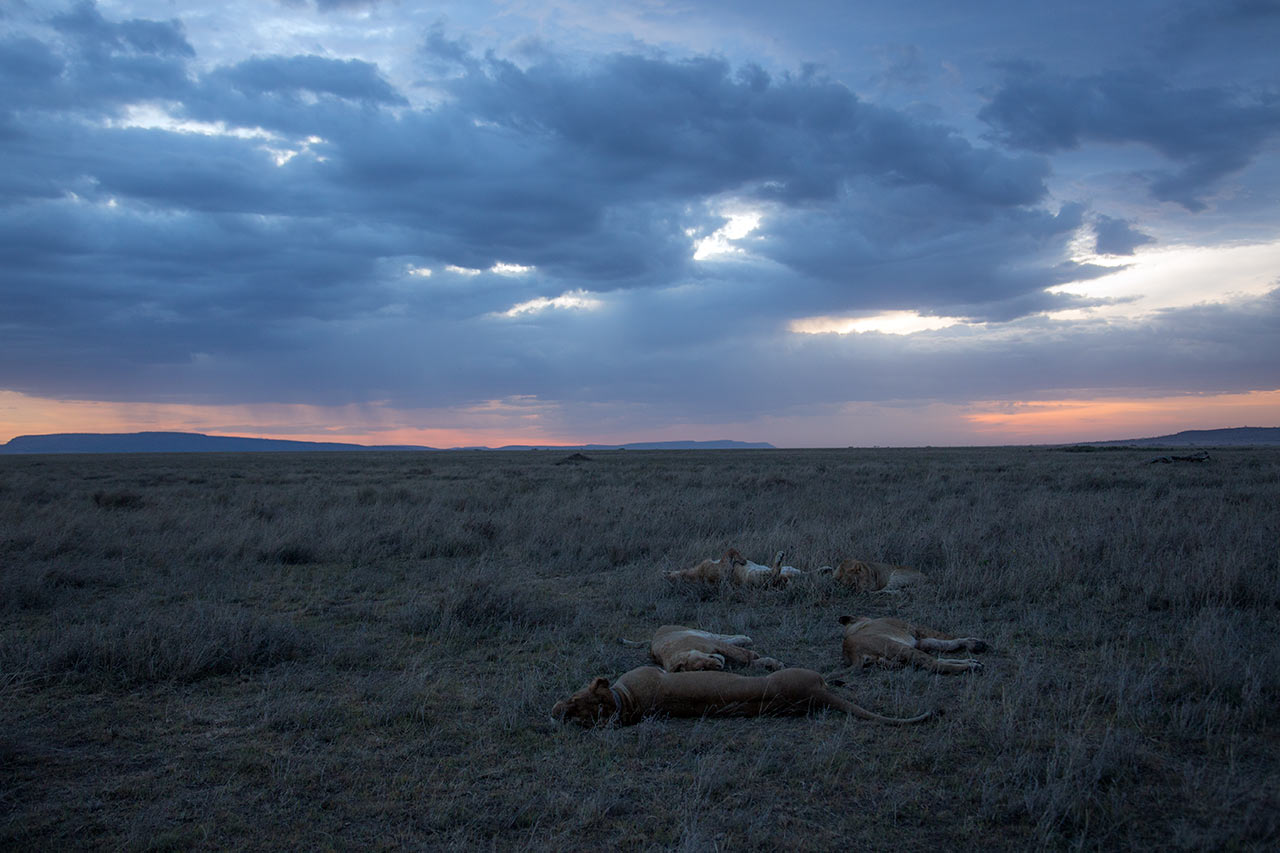 Trött lejonflock i sent kvällsljus av naturfotograf Hasse Andersson