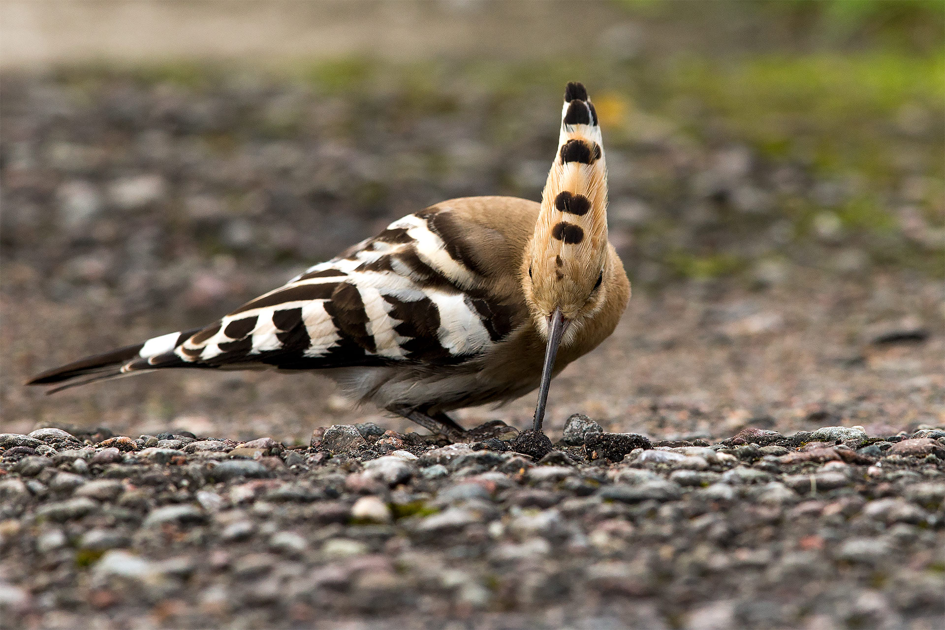 Härfågel söker föda bland grus och stenar av naturfotograf Hasse Andersson