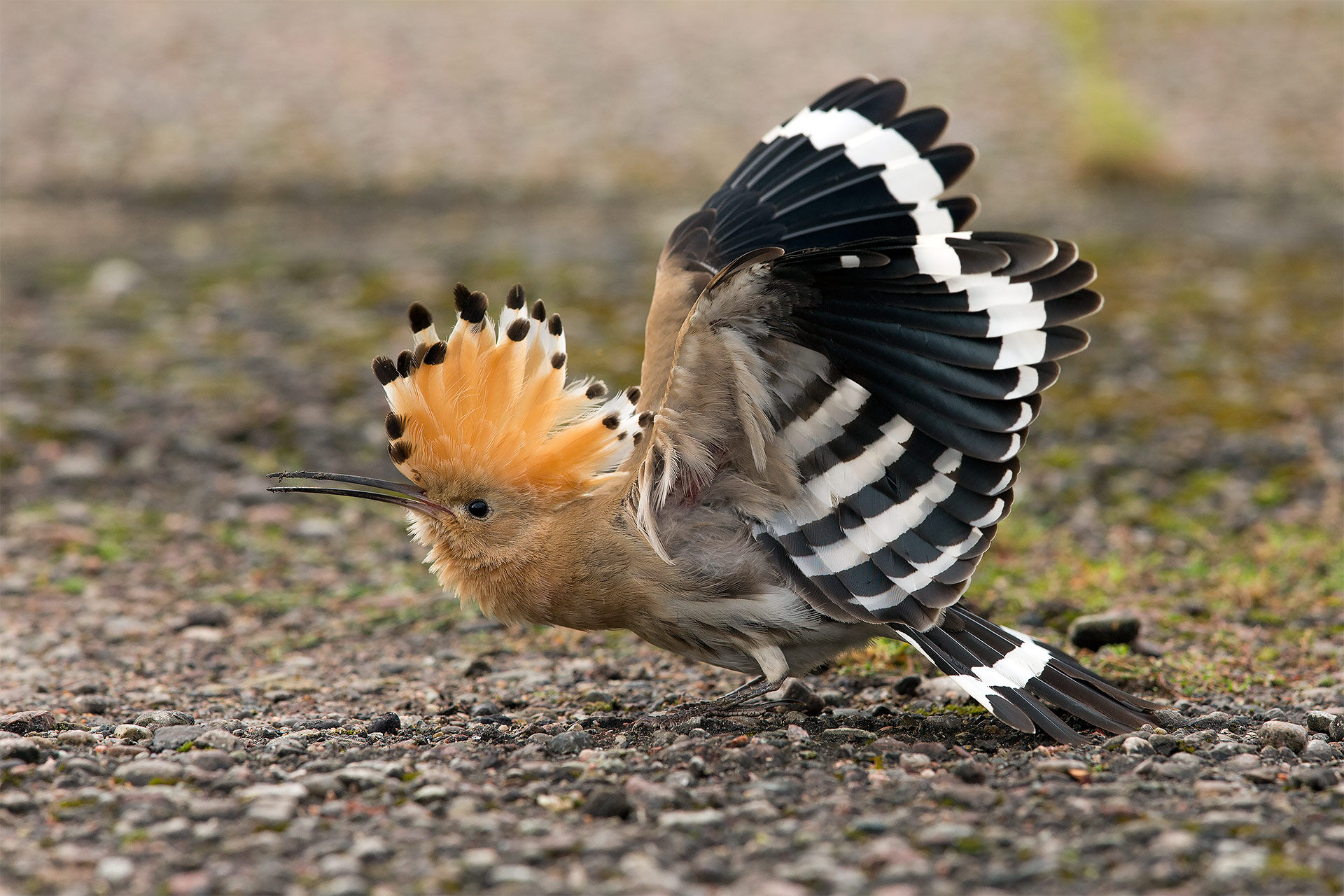 Härfågel fotograferat av Hasse Andersson