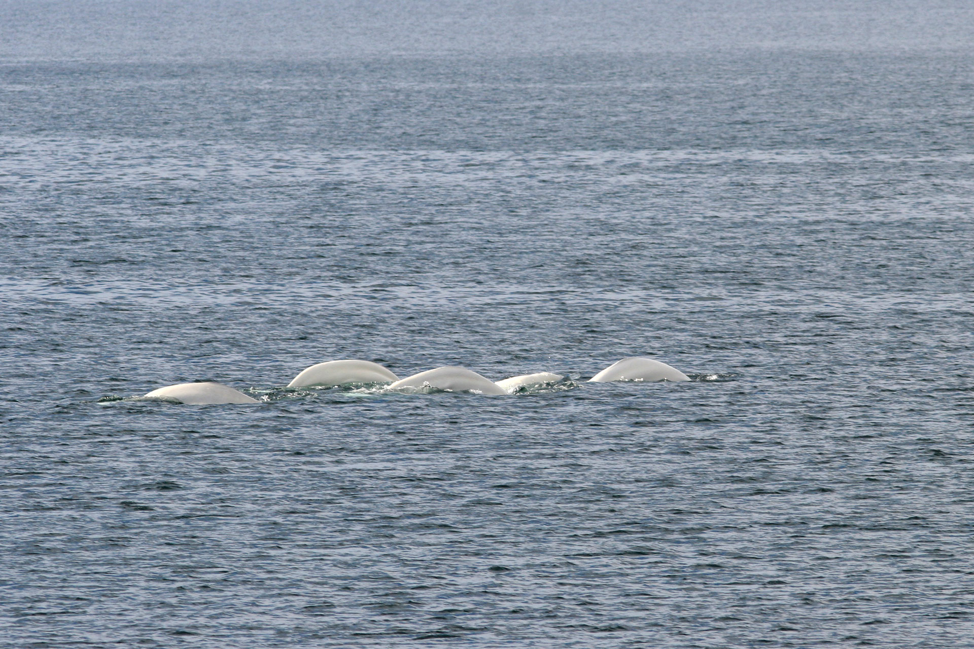 En grupp vitvalar vid gränsen mellan Norge och Ryssland