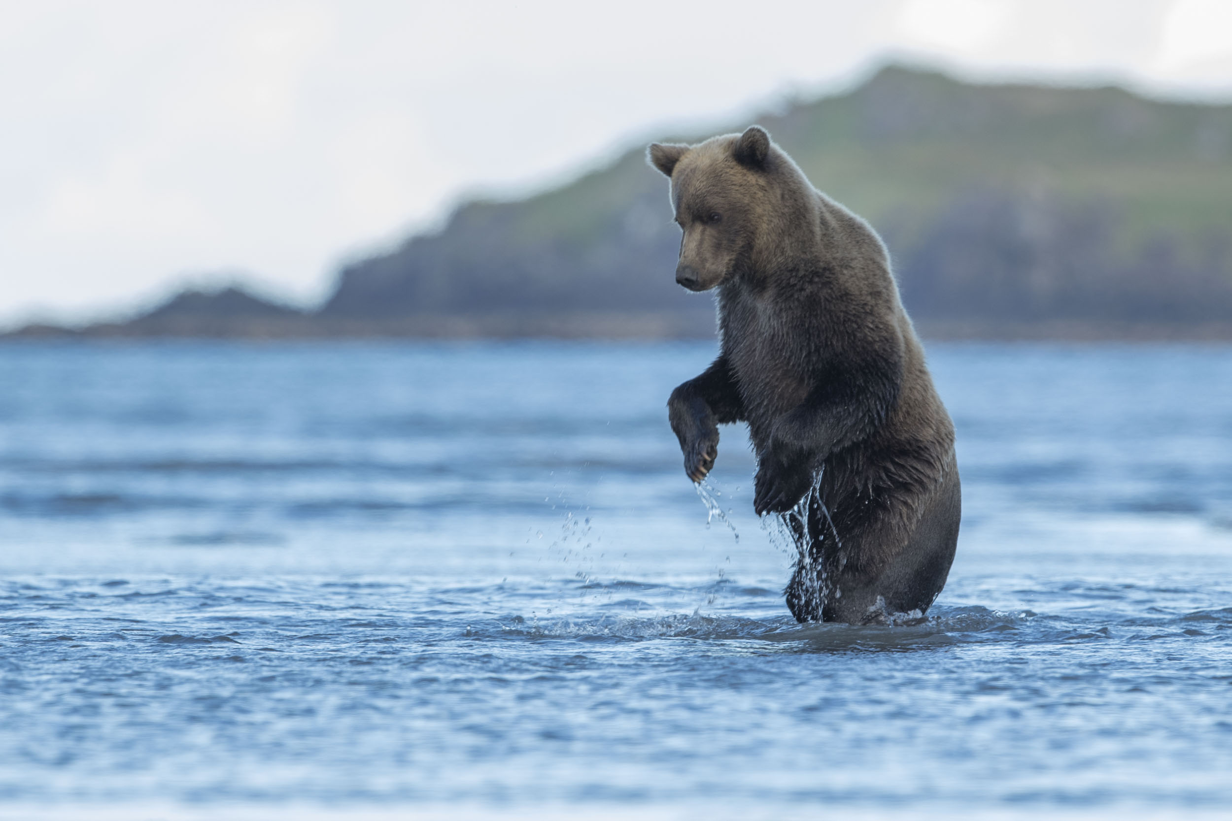 Ung grizzlybjörn spanar efter lax