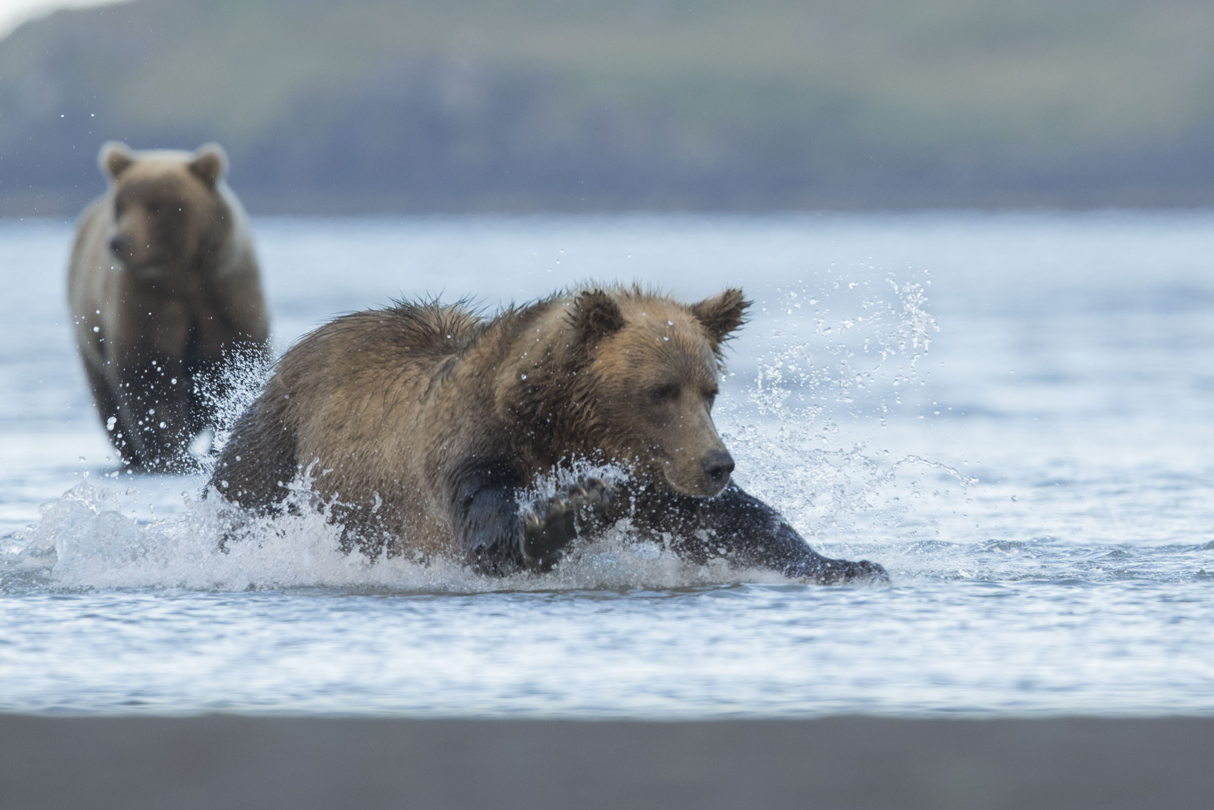 Grizzlyhona som jagar i vattnet