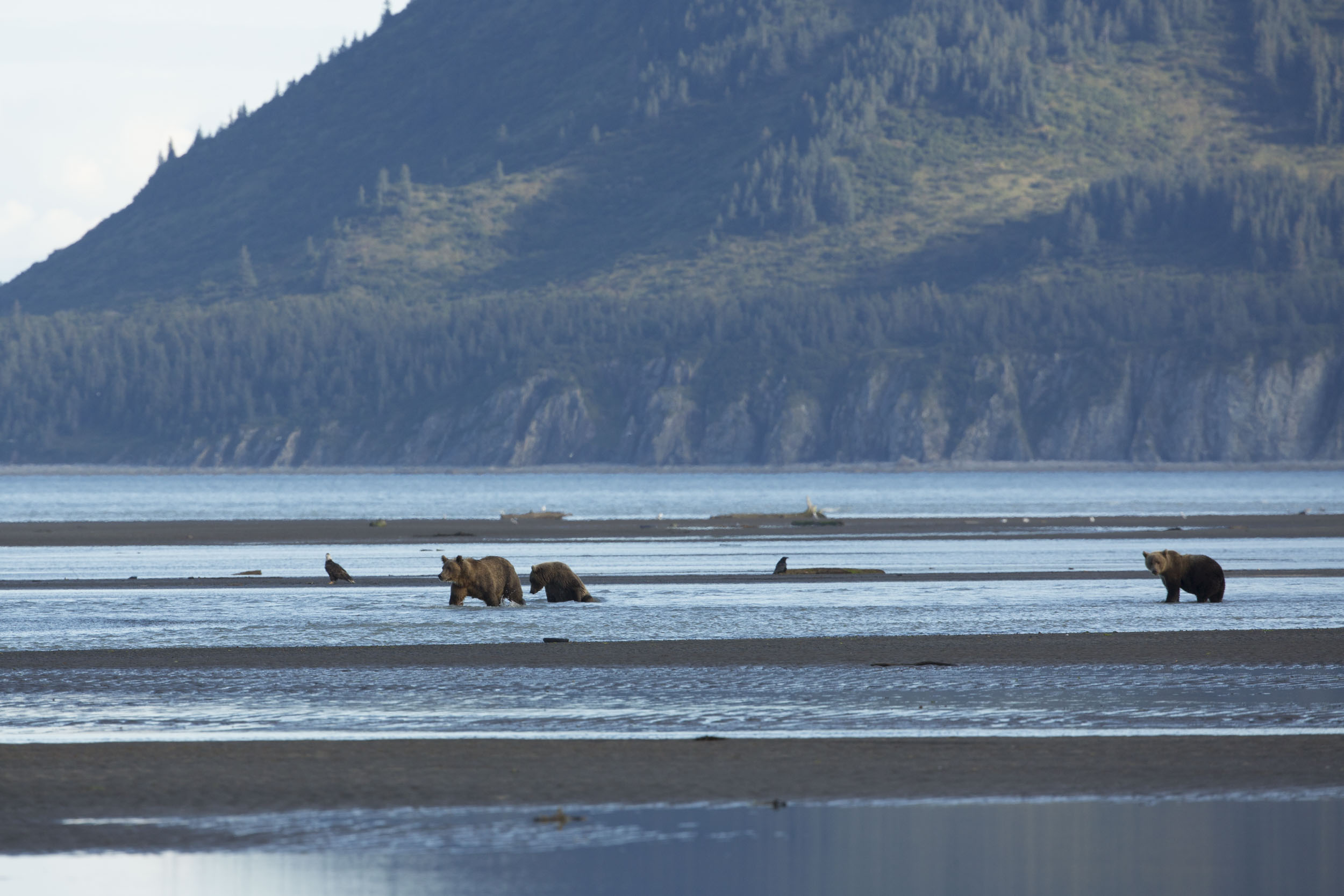Grizzlybjörnar på stranden vid Alaska